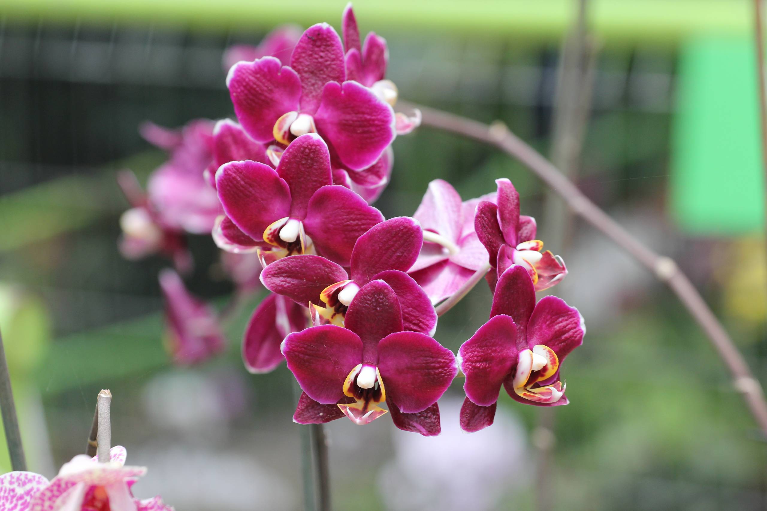 Discover the Enchanting World of Orchids at OrchidSociety.com!