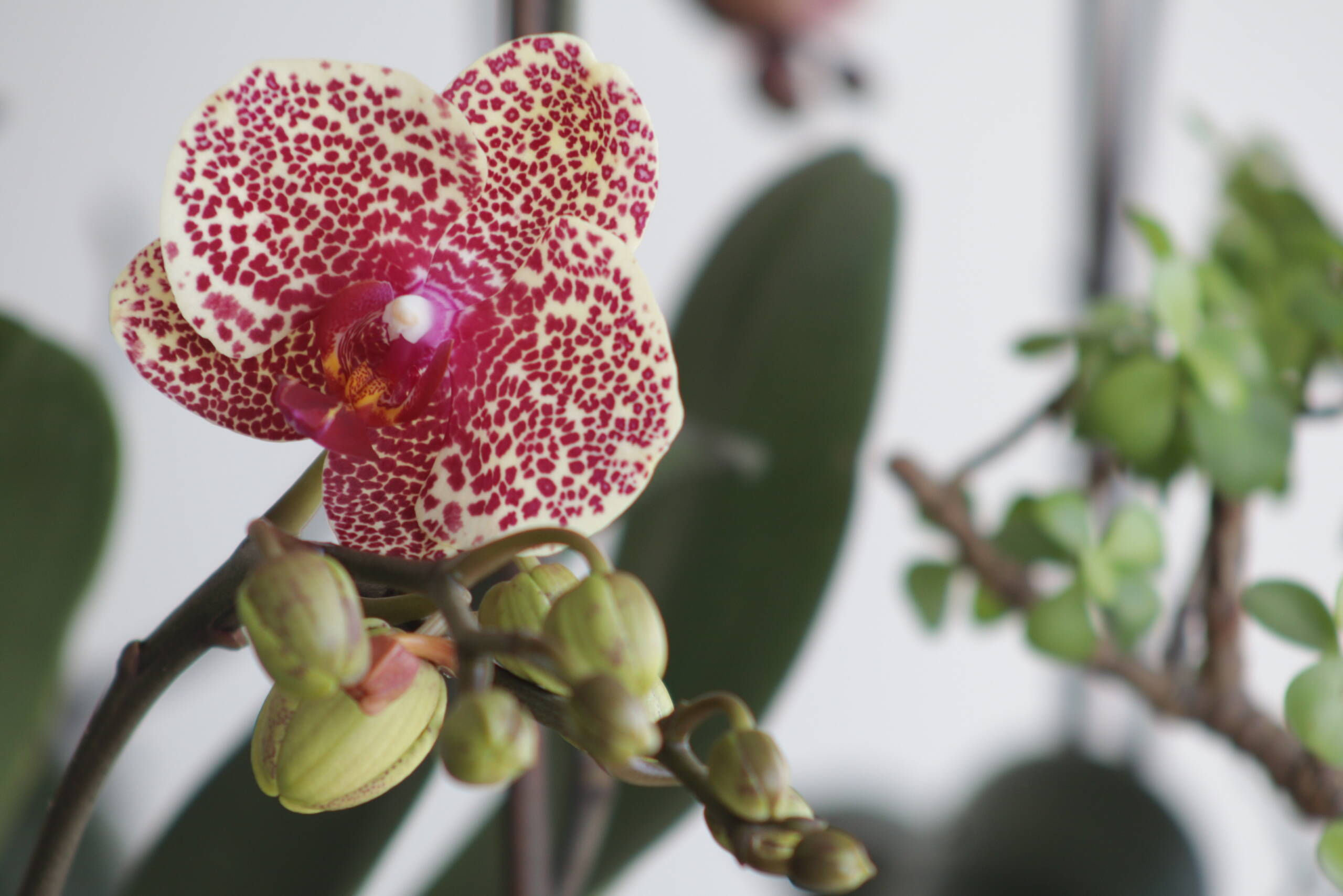 Naming the Orchid: Domain Concepts in Bloom