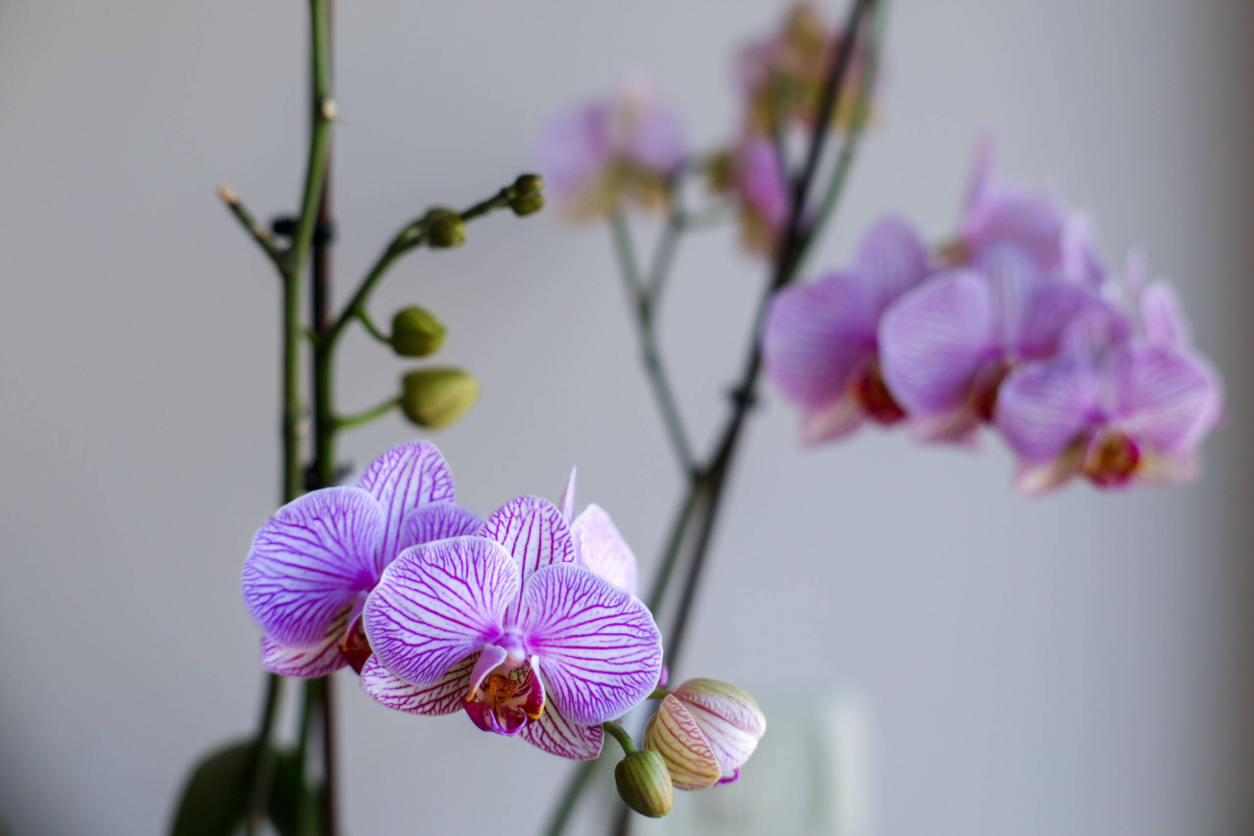 Orchid Society