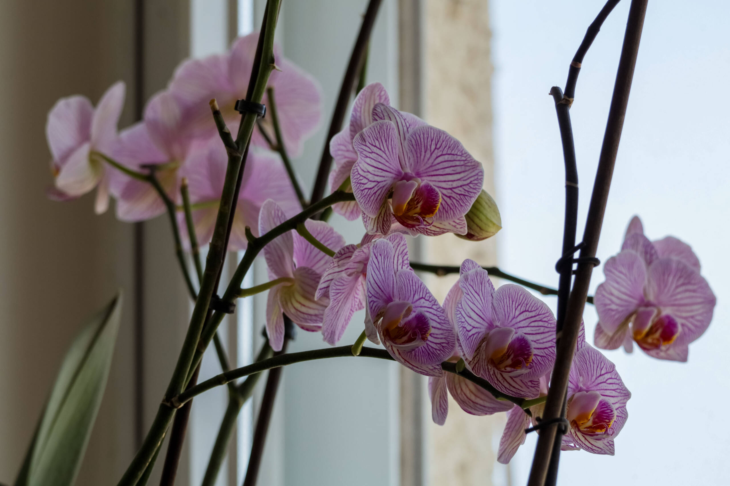 The Hidden Economy of Orchids