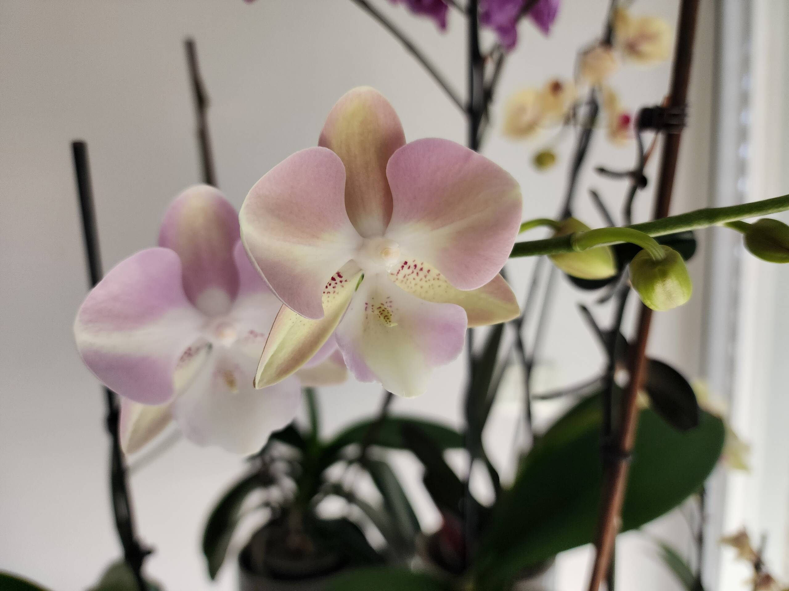 OrchidSociety.com: A Premium Domain for the Global Orchid Community